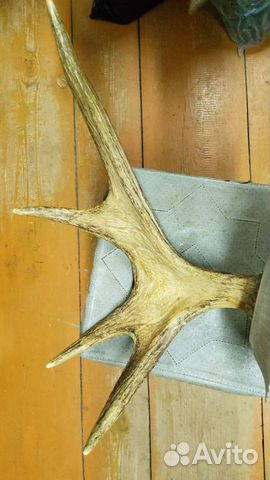 Продам рога лося