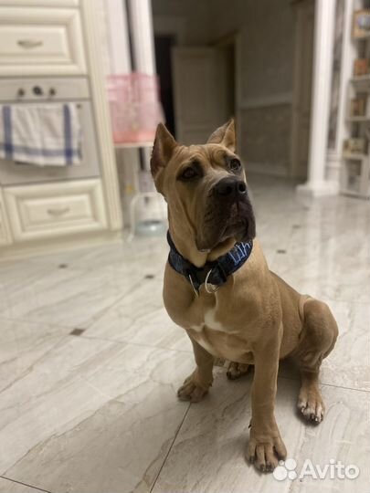 Ошейник для собак ручной работы