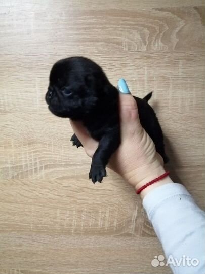 Продам щенков мопса