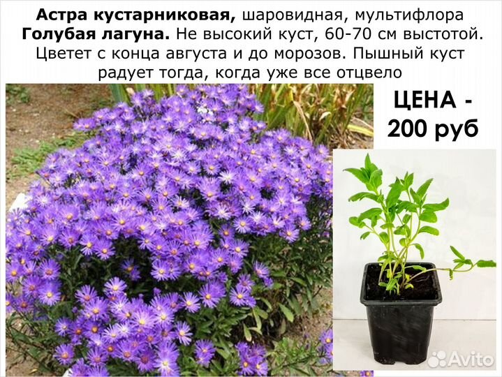 Многолетние декоративные кусты и цветы цены от