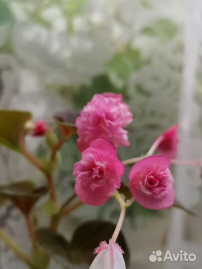 Бегония розовая с бесплатной доставкой