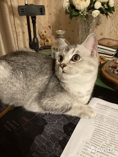 Серебряная шиншилла. Мальчик
