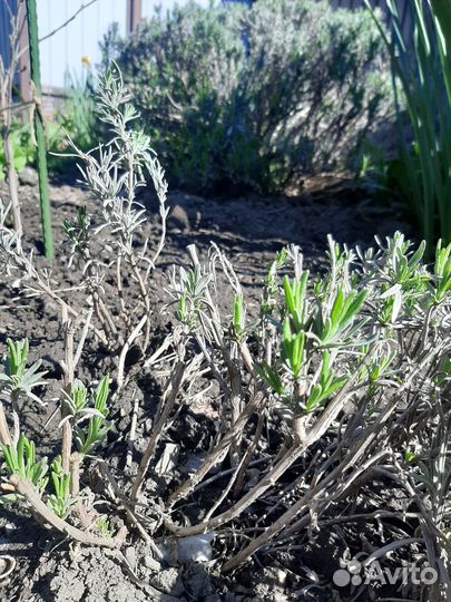 Розмарин,лаванда,верба