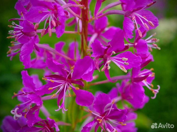 Иван-чай 1кг кипрей травяной чай, по правилам