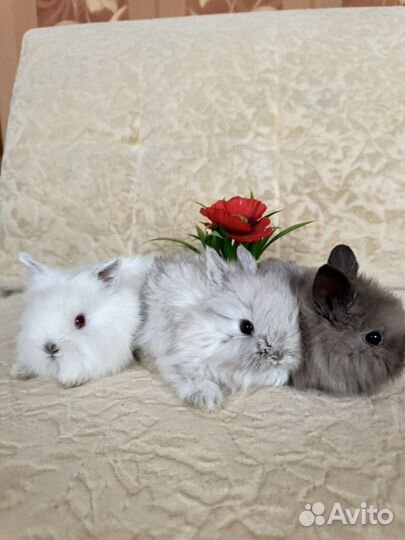 Декоративные кролики