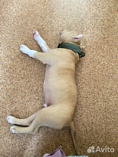 Американский булли покет