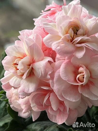 Пеларгония герань та фиона