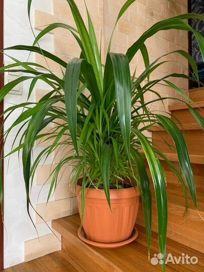 Пальма панданус