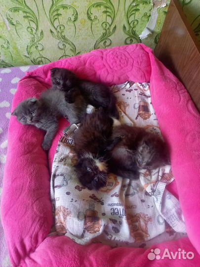 Вислоухие котята