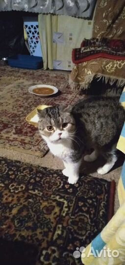 Шотландская вислоухая