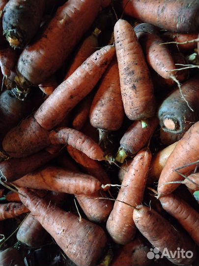 Продам, морковь, бурак, кабачки, перец жгучий