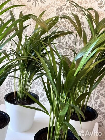 Дипсис пальма (60см) густые крупные