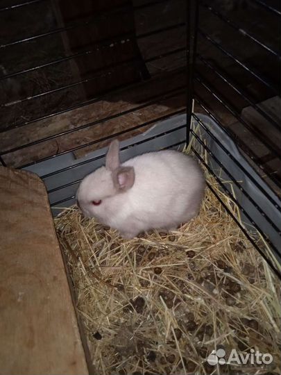 Карликовый кролик