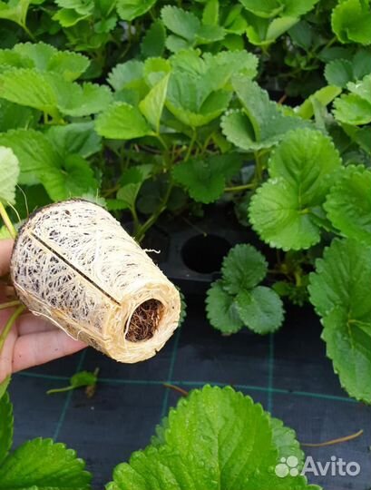 Саженцы клубники (земляники садовой)