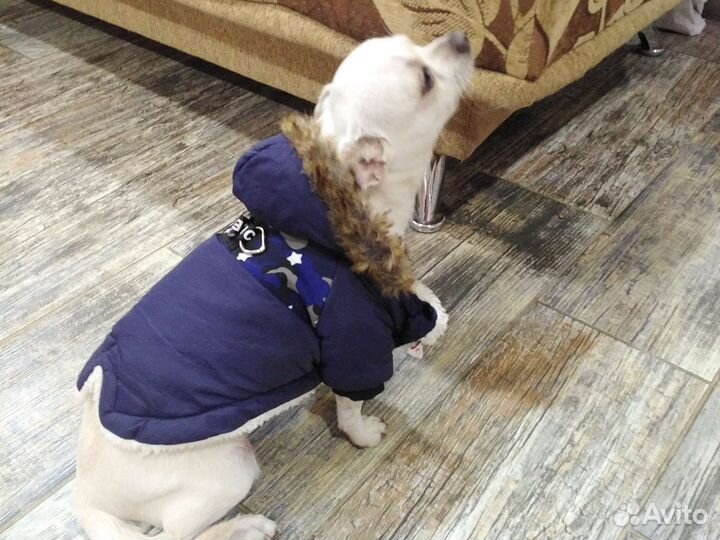 Одежда для маленькой собачки