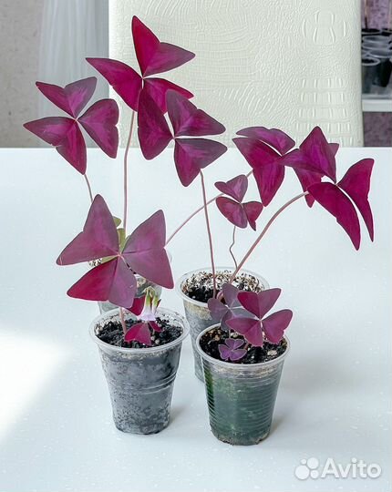 Оксалис Кислица Зеленая и Фиолетовая