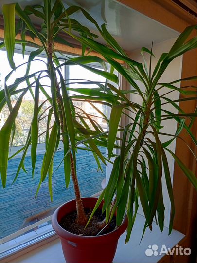 Пальма драцена