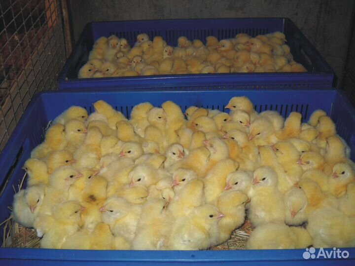 Цыплята Бройлер суточный Cobb-500, Ross-308