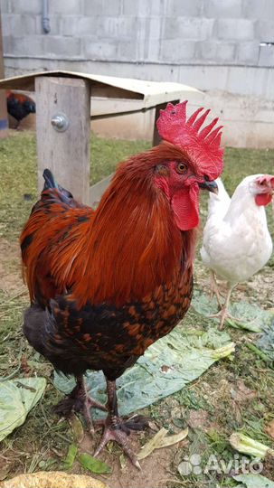 Семья Маран черномедный 5+1