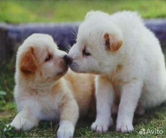 Алмазная мозаика