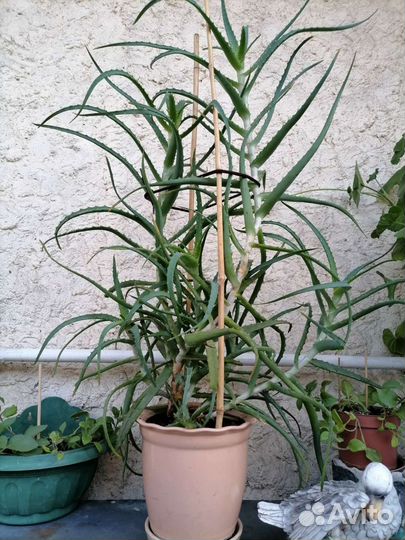 Алоэ столетник