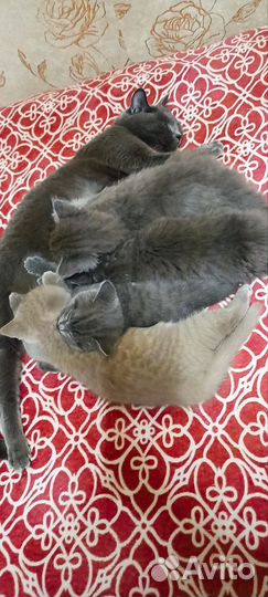 Британские котята