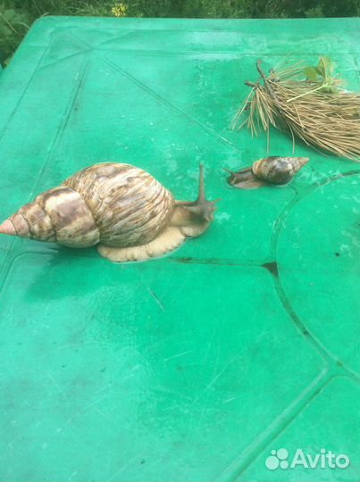 Гигантская улитка ахатина