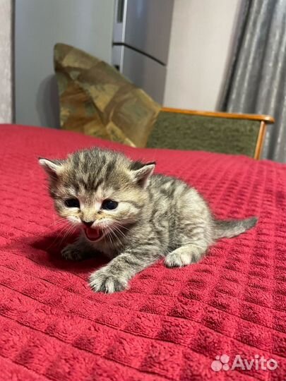 Британские котята