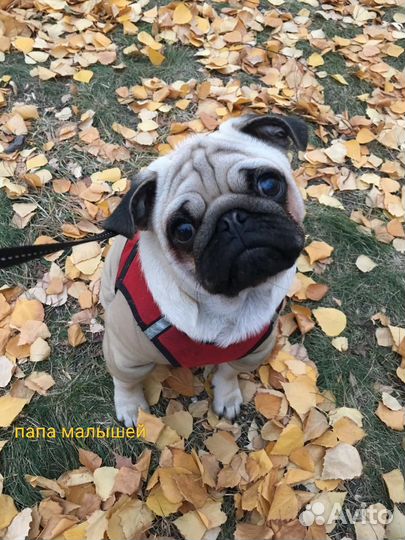 Щенок мопса-девочка