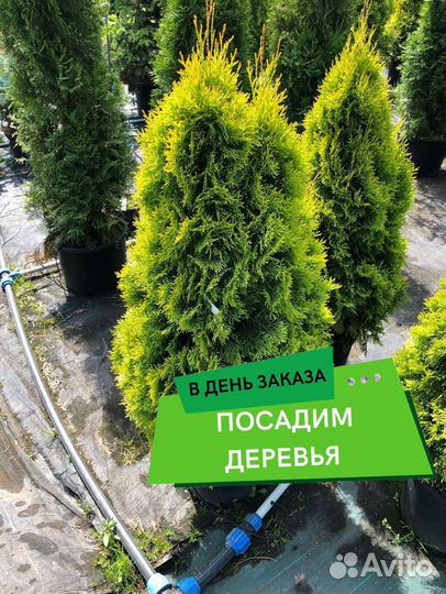 Туи с посадкой