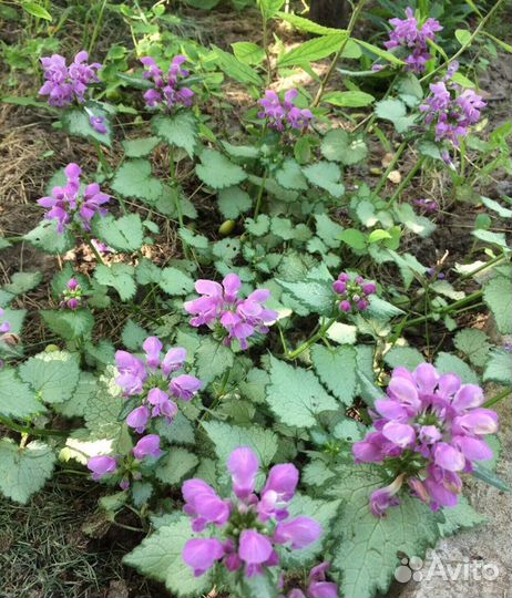 Растения садовые