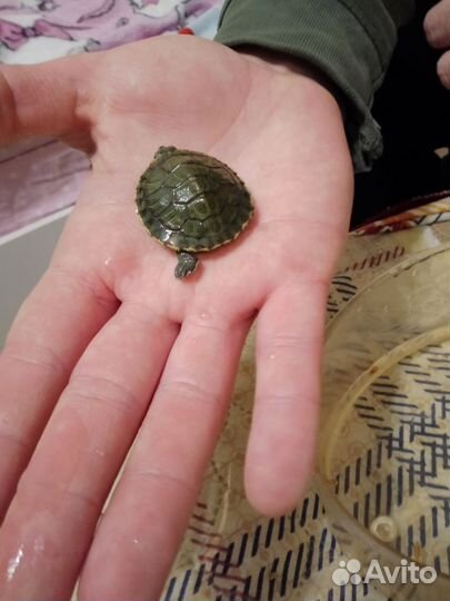 Черепаха водная