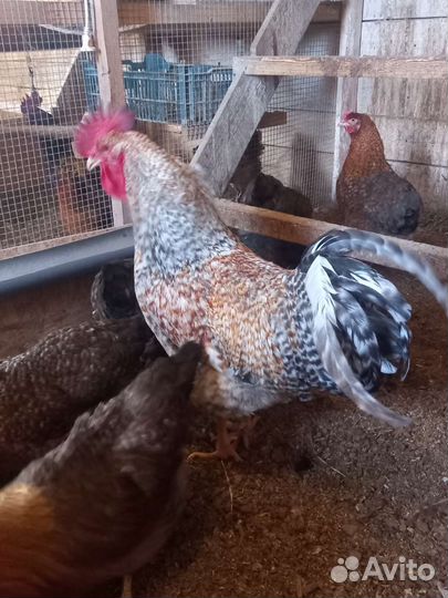 Инкубационное яйцо кур белефельдер