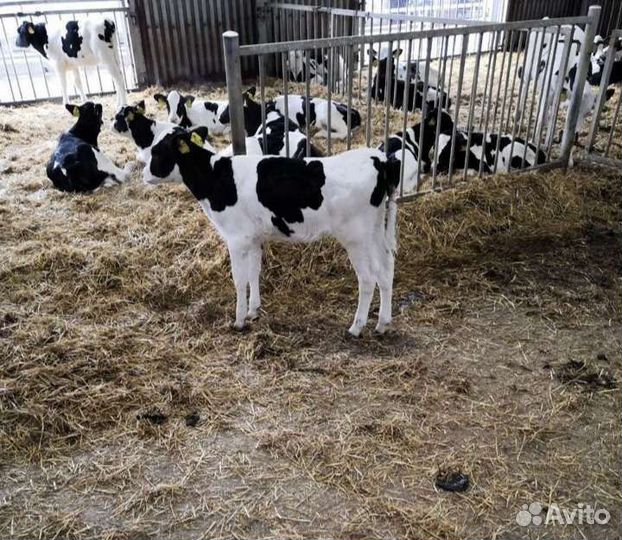 Телята бычки