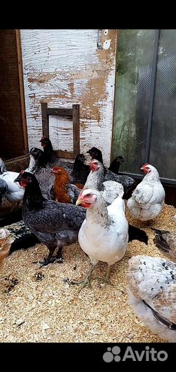 Цыплята мясояичных пород