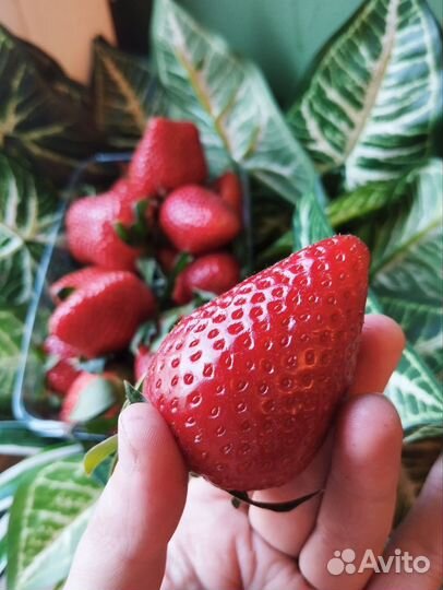Свежая клубника Турция