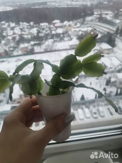 Декабрист шлюмбергера