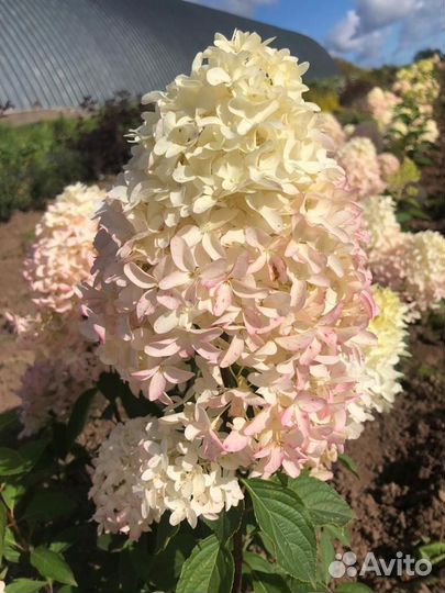 Гортензии из питомника