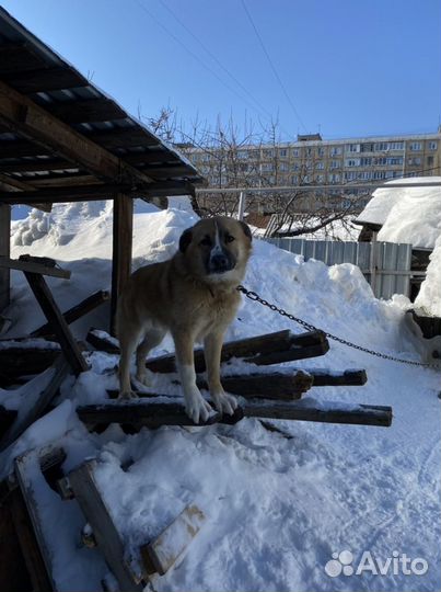 Пёс, сторож