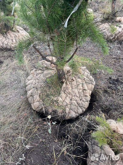 Саженцы деревьев и кустарников
