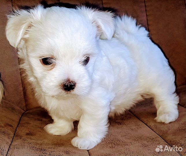 Щенки Мальтезе Мини