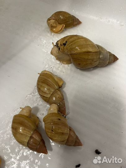Улитки ахатины альбиносы бесплатно