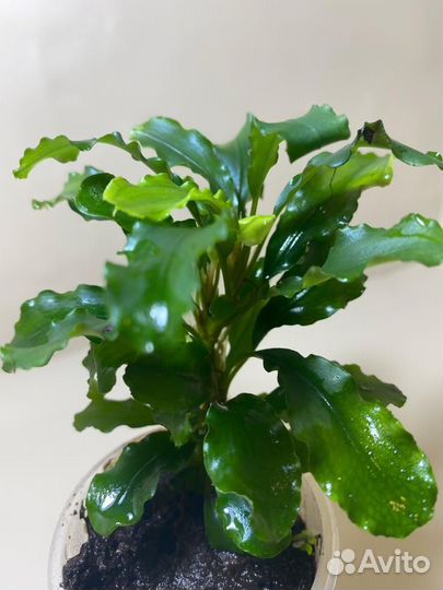 Растения в аквариум