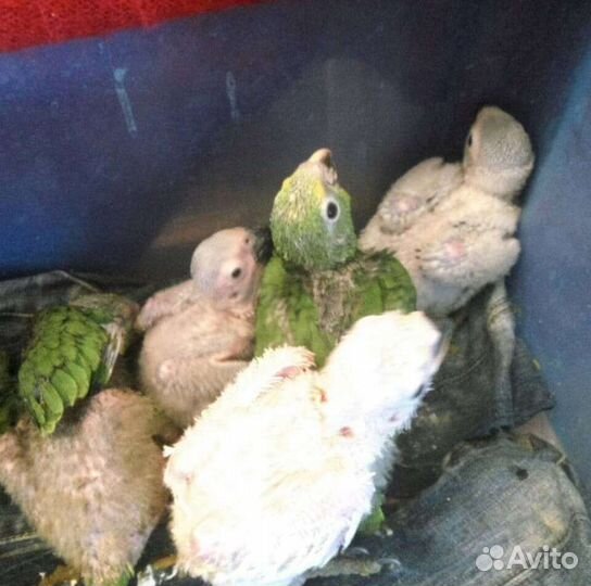Попугай птенцы выкормыши