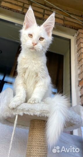 Мейн-кун котик