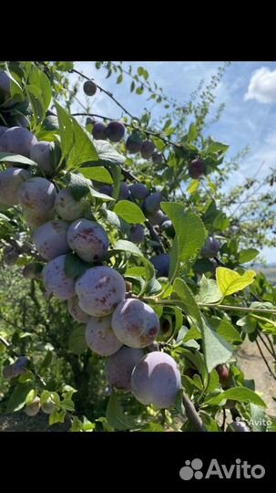 Слива кабардинка