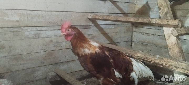 Молодые петухи