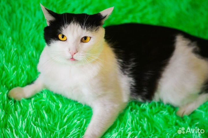 Мальчик-красавчик