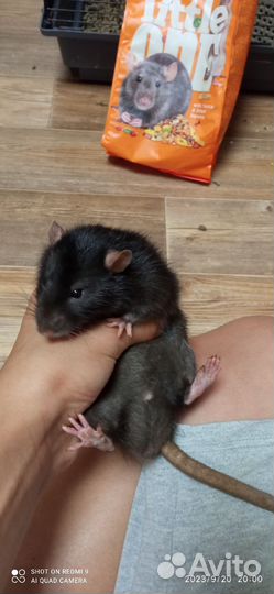 Крысы дамбо с клеткой