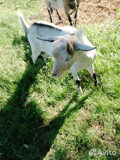 Зааненская коза